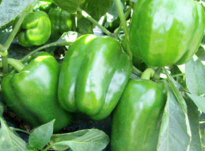 Green Peppers, Extra Large #1 - 20 lbs