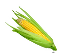 PD CORN FRESH 6CT BAG