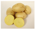 Yukon Gold A Potato - 10 lb bag