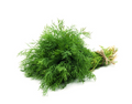 Dill, 4 ct bag